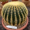 Echinocatus grusoni intermedius uncinatus v35