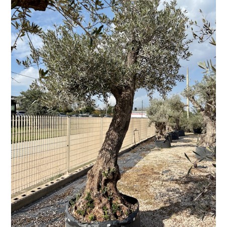 Olea europea-Ulivo Cancun