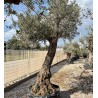 Olea europea-Ulivo Cancun