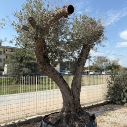 Olea europea-Ulivo Green