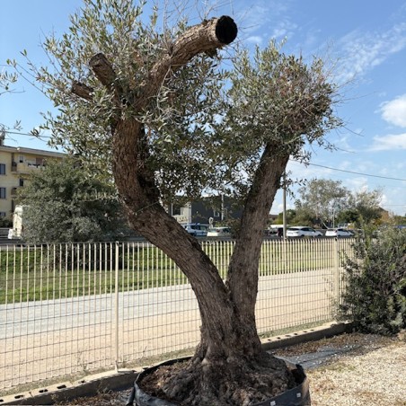 Olea europea-Ulivo Green