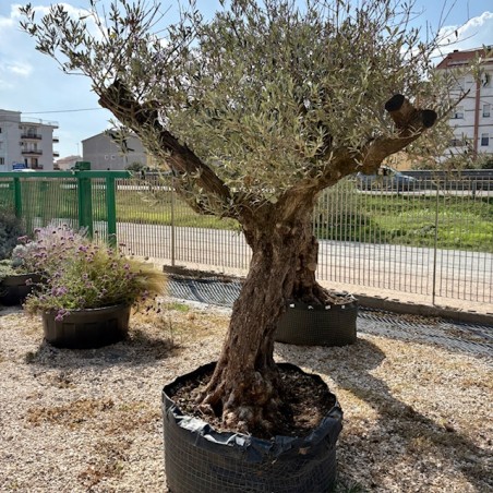 Olea Europea Mistral