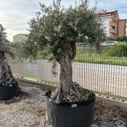 Olea Europea Francia