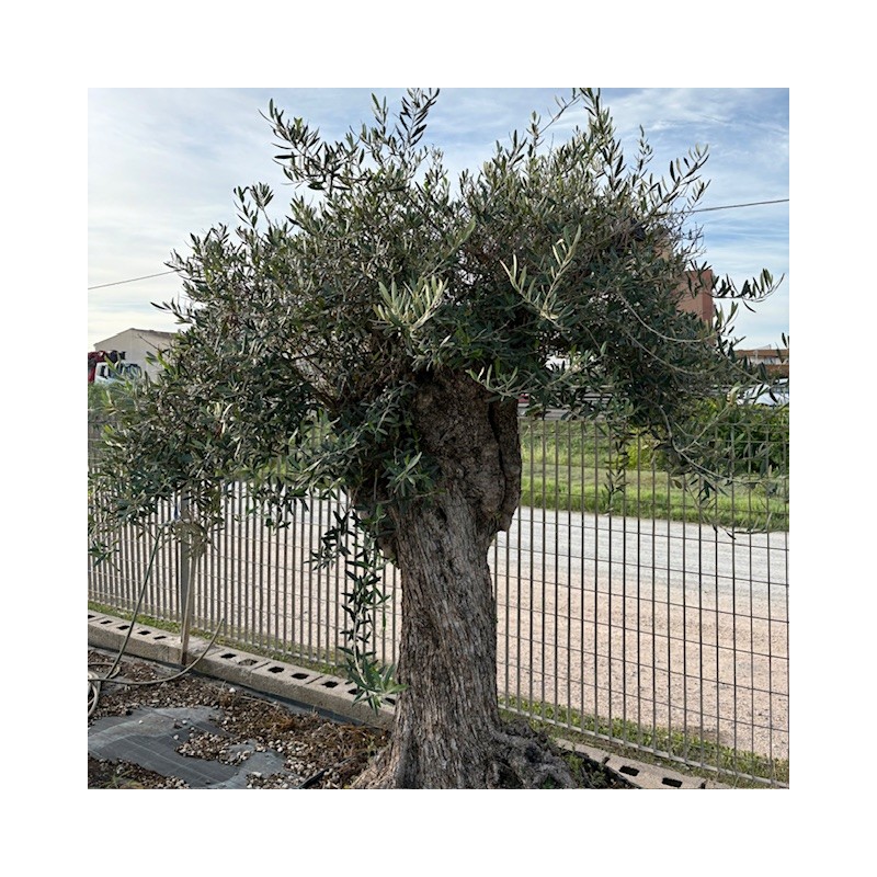 Olea Europea Francia