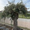 Olea Europea Francia