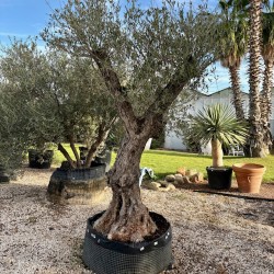 Olea europea-Ulivo Atlante