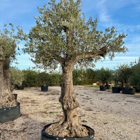 Olea europea-Ulivo Frederic