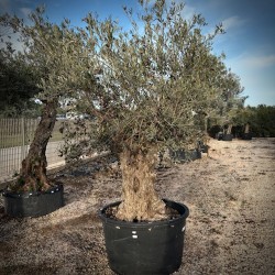 Olea Europea 140/160 Irlanda