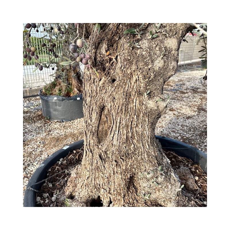 Olea Europea 140/160 Irlanda