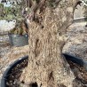 Olea Europea 140/160 Irlanda