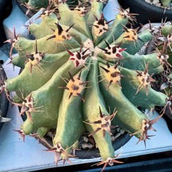 Ferocactus horridus brevispinus v13