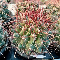 Hamatocactus hamatacanthus v13