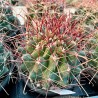 Hamatocactus hamatacanthus v13