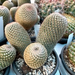 Mamillaria matudae v13