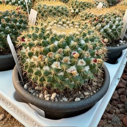 Mamillaria marksiana v13