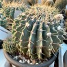Notocactus buiningii v13