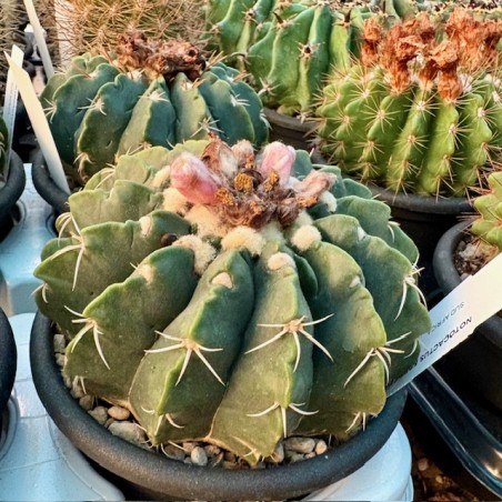 Notocactus erinaceus v13
