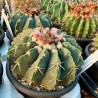 Notocactus erinaceus v13
