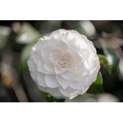 Camelia v18
