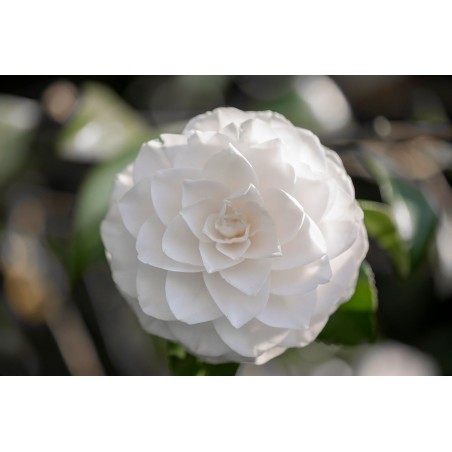 Camelia v18