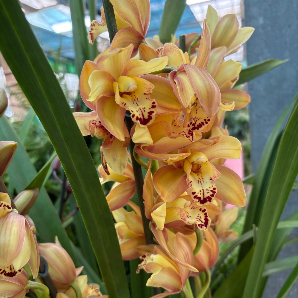 Cymbidium  v16 3/5