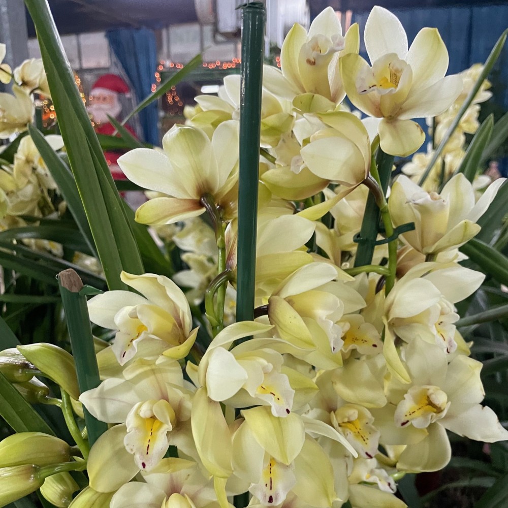 Cymbidium v16 2f