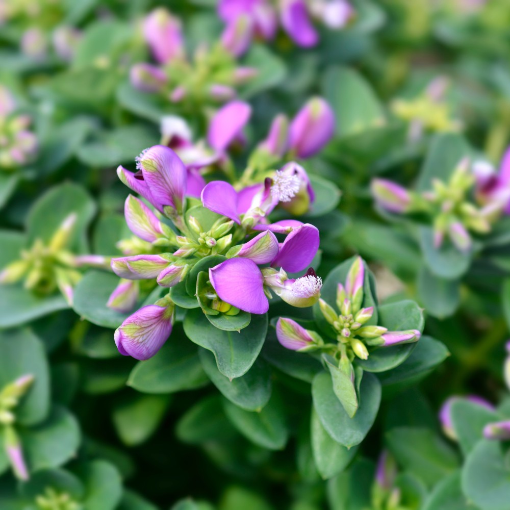 Polygala myrtifolia v19