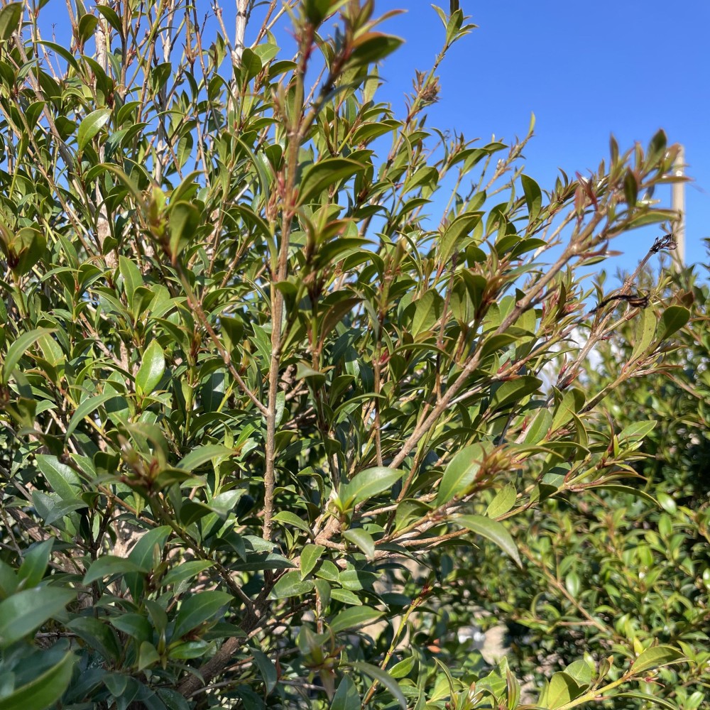 Eugenia myrtifolia New Port v24