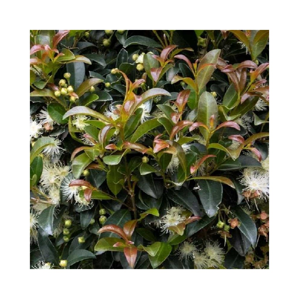 Eugenia myrtifolia New Port v18