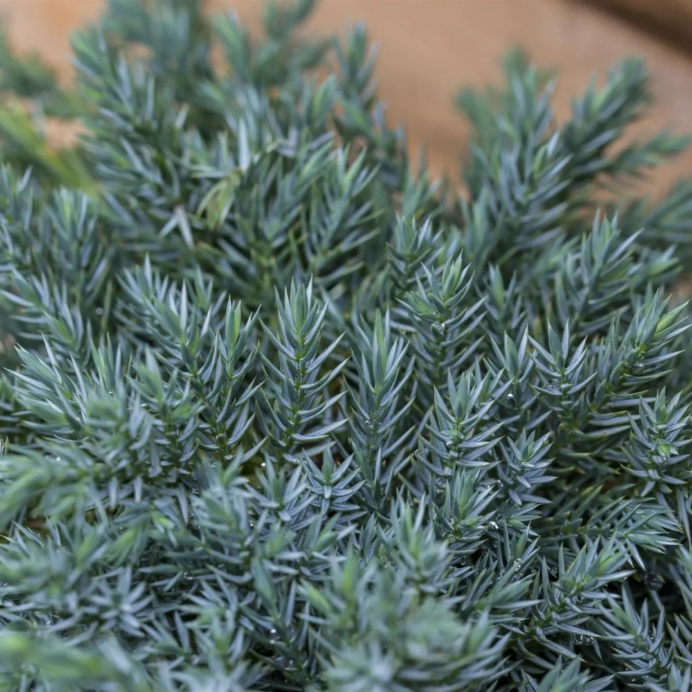 Juniperus squamata  blue carpet  ginepro strisciante