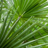 Chamaerops humilis-palma nana 7 touffe