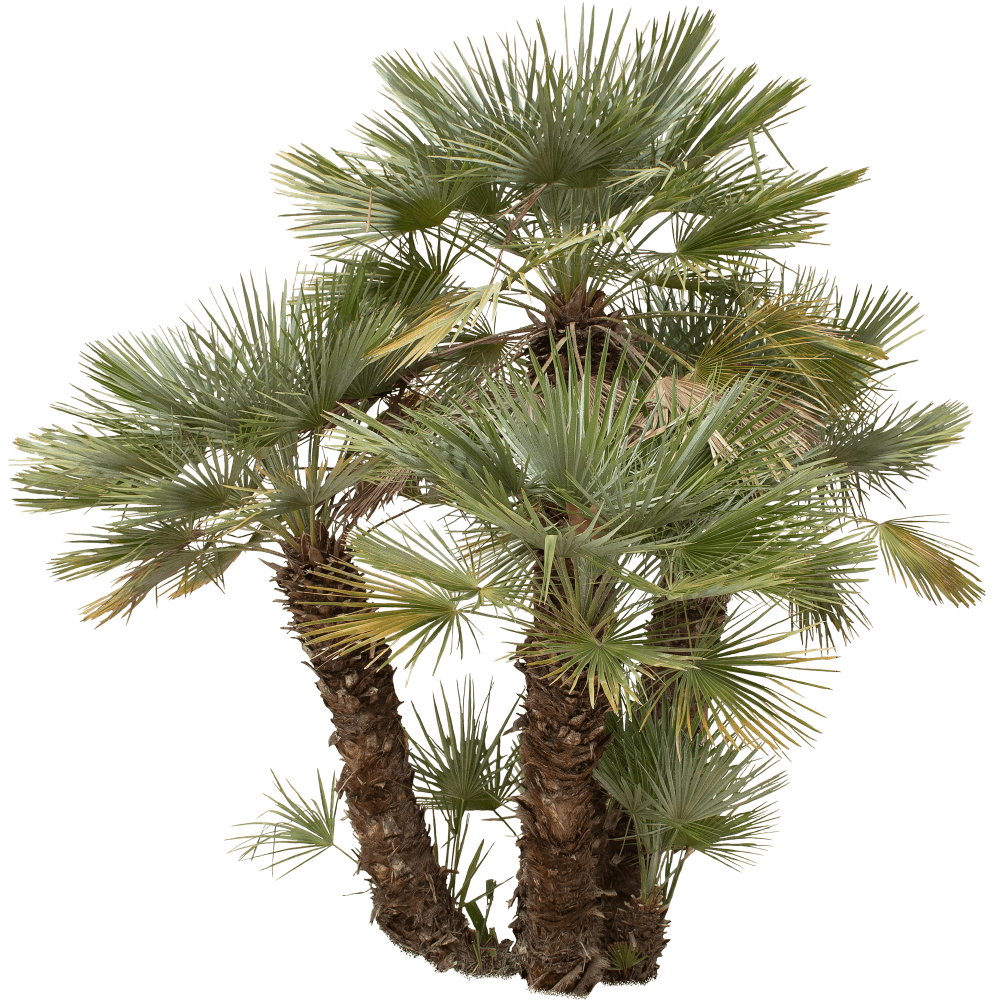 Chamaerops humilis-palma nana 7 touffe