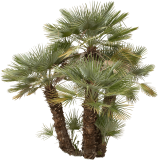 Chamaerops humilis-palma nana 7 touffe