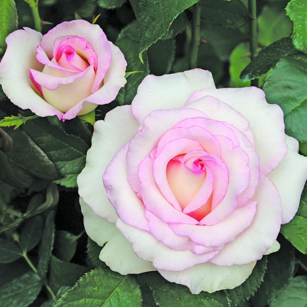 Rosa Moonstone