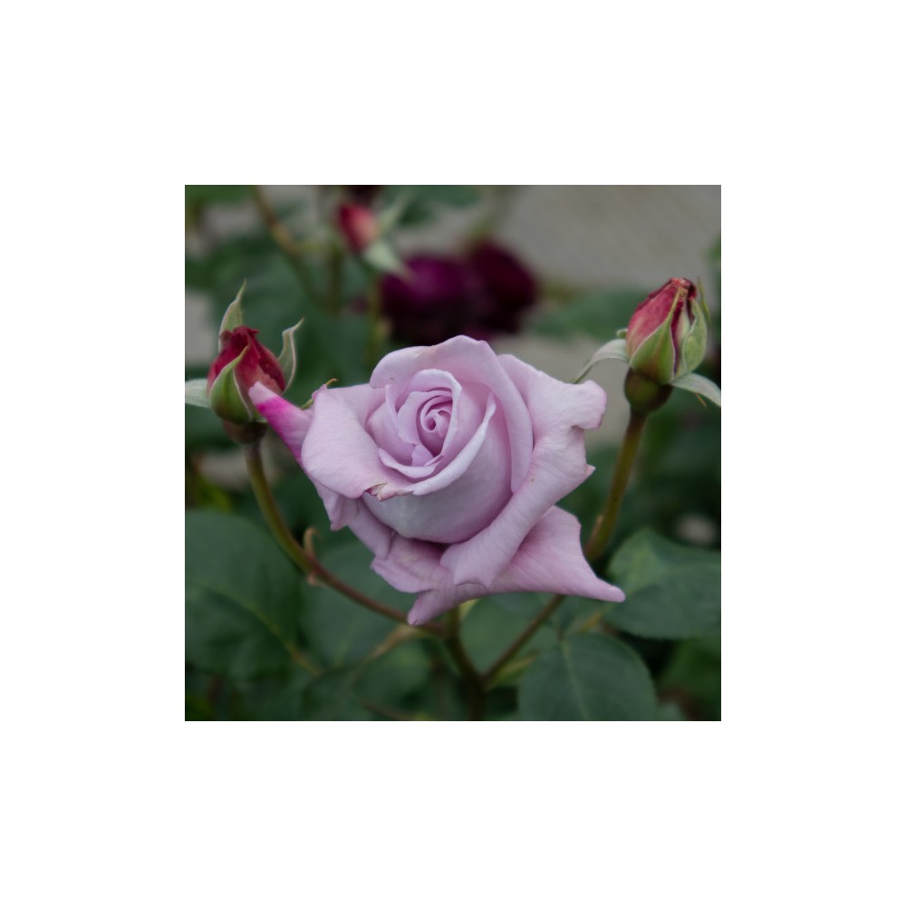 Rosa Blue Monday