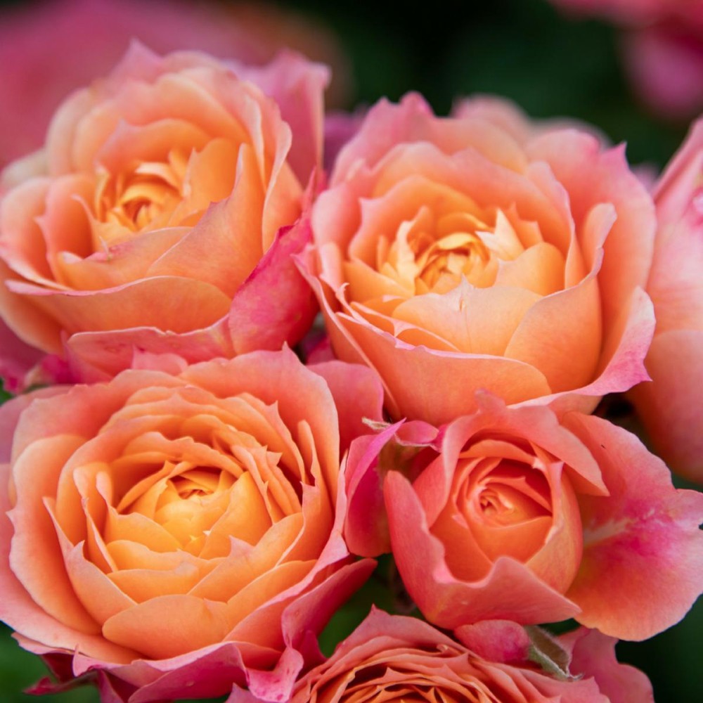 Rosa Barni-Briosa