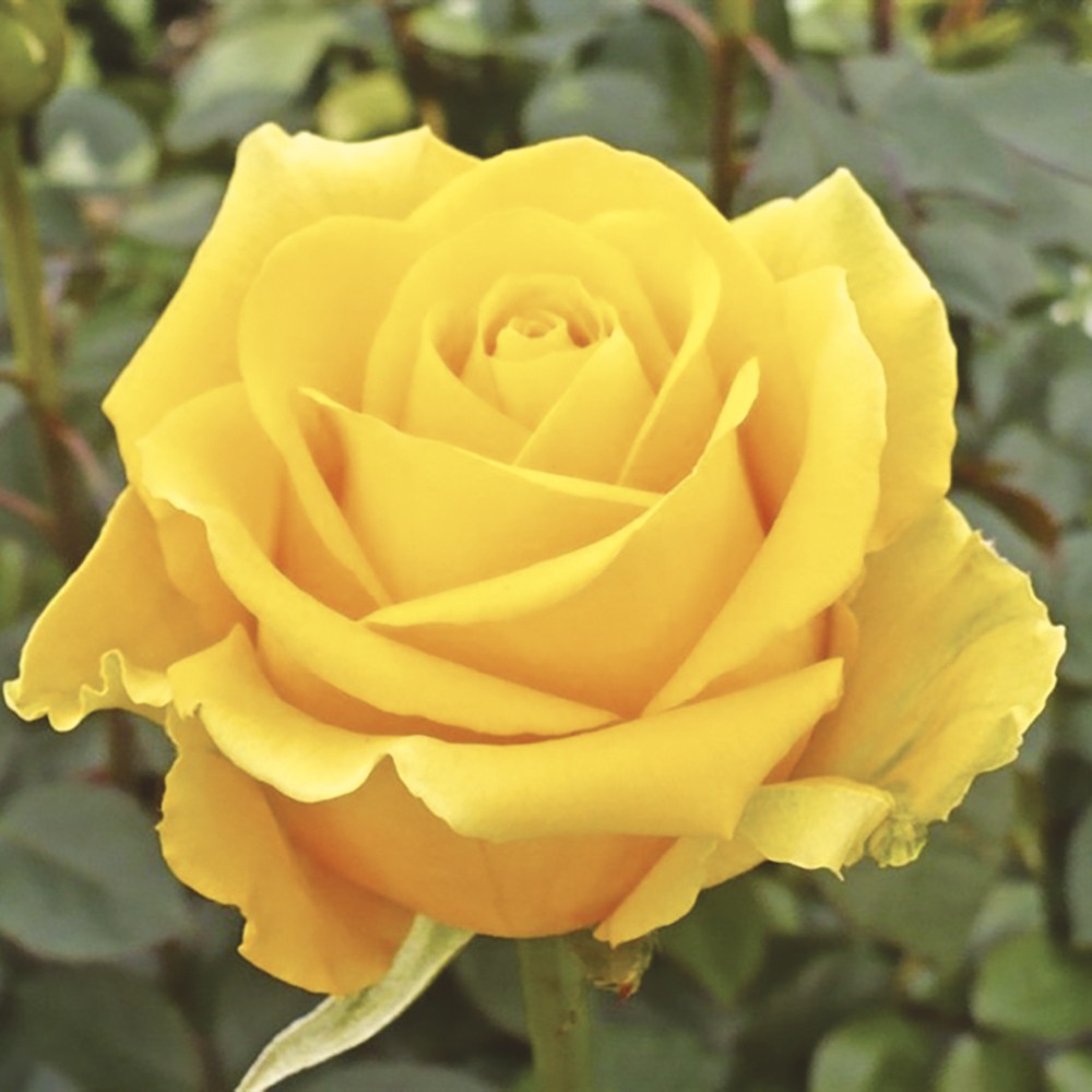 Rosa Nirp Golden Fashion