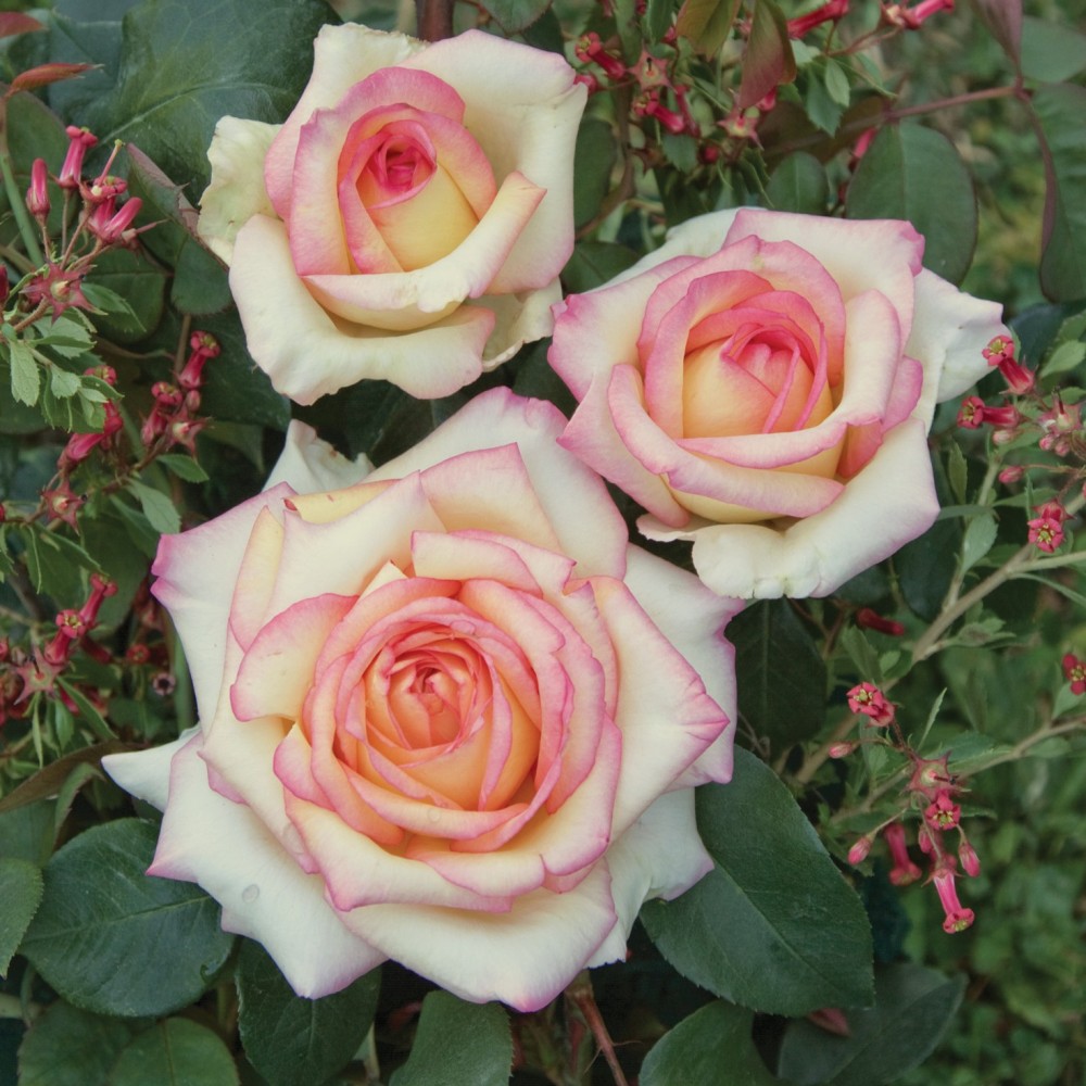 Rosa Barni Anna Molinari