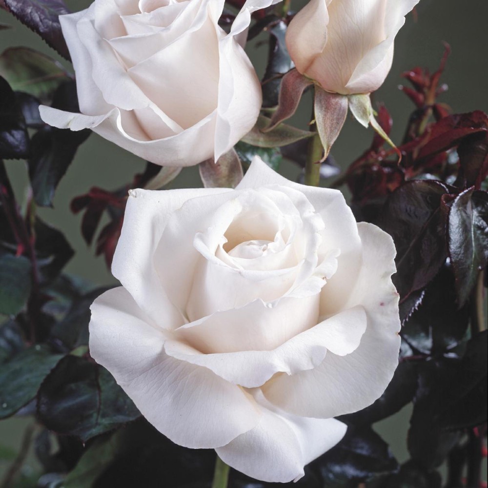 Rosa Royal Copenhagen