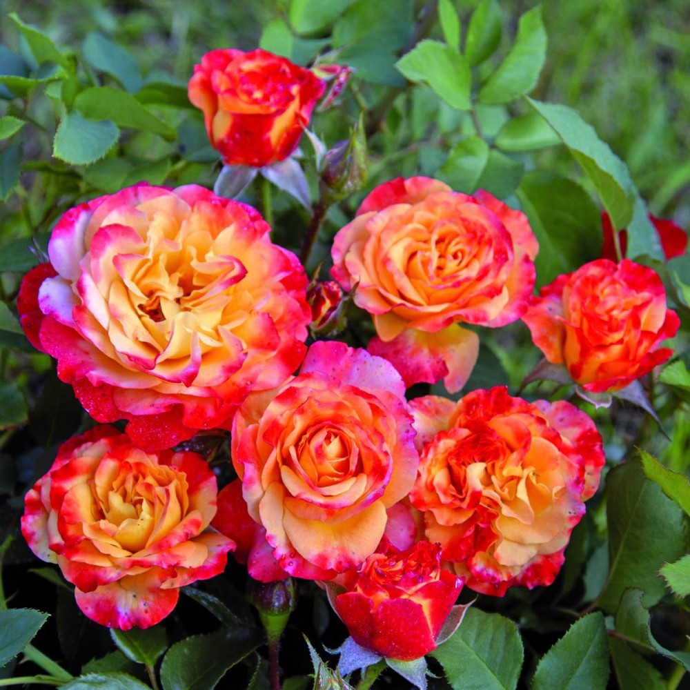 Rosa Wizard