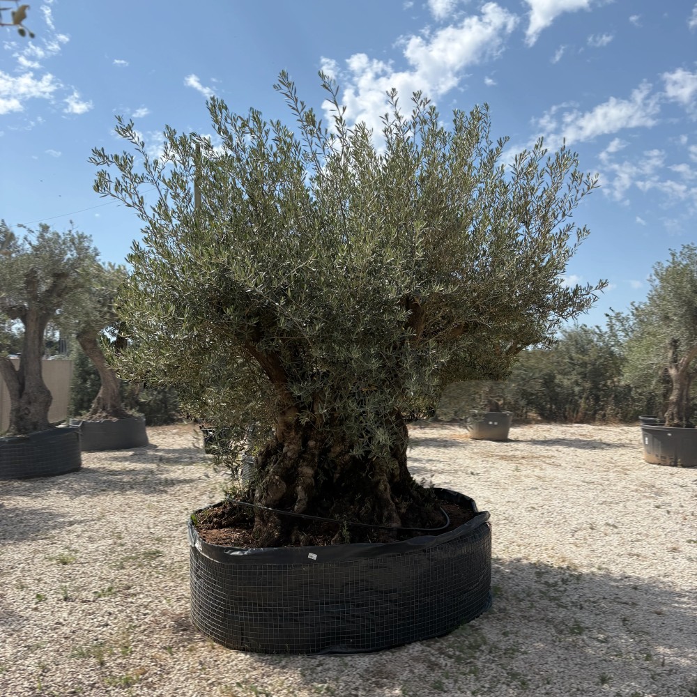 Olea europea-Ulivo Sylvì