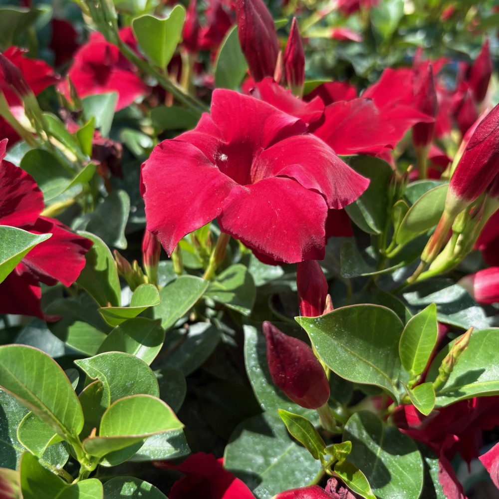 Dipladenia v14