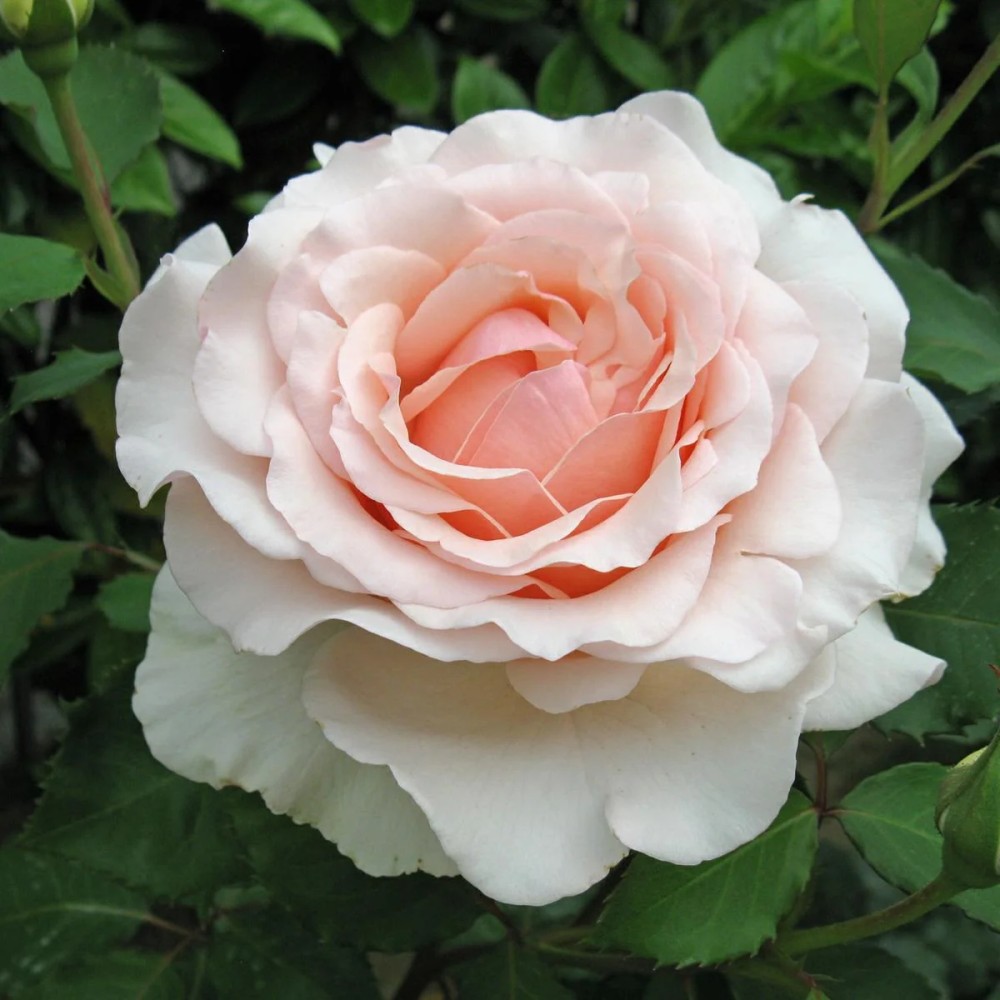 Rosa Barni Cappucci