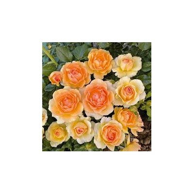Rosa Yellowstone