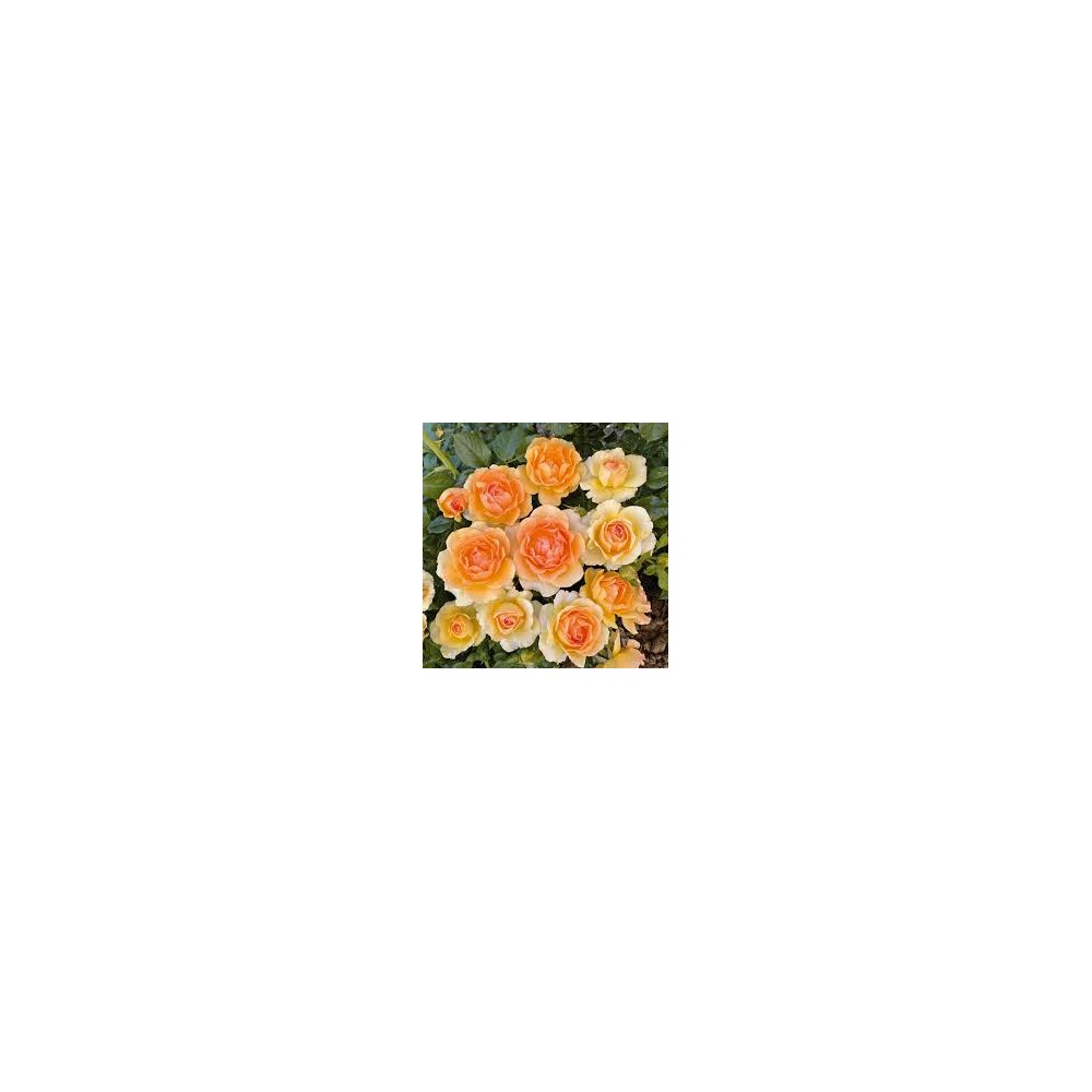 Rosa Yellowstone
