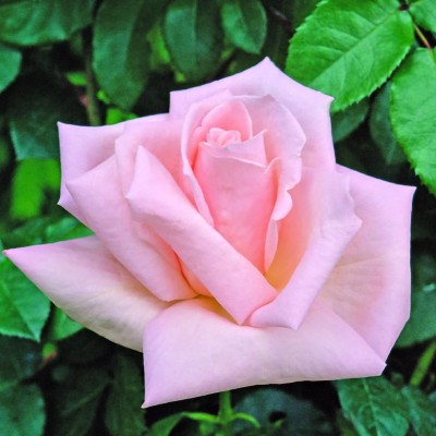 Rosa Marella Agnelli