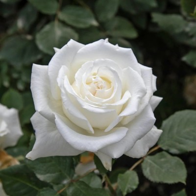Rosa Barni-Papa Giovanni Paolo II