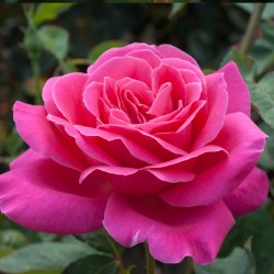 Rosa pink peace v19