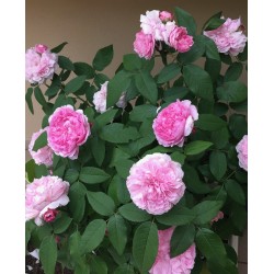 Rosa Jacques Cartier v19