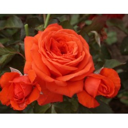 Rosa rampicante 'Salita' v22